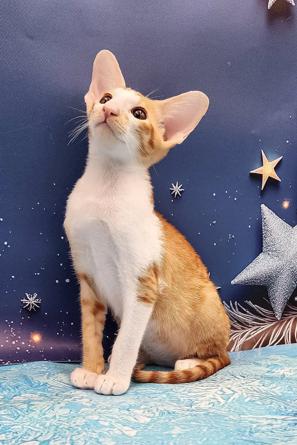Orange and white Oriental Shorthair kitten with big ears looking up curiously