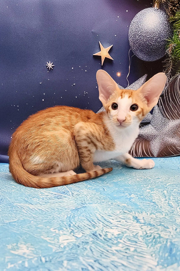 Orange and white Parris Oriental Shorthair kitten lounging with alert ears