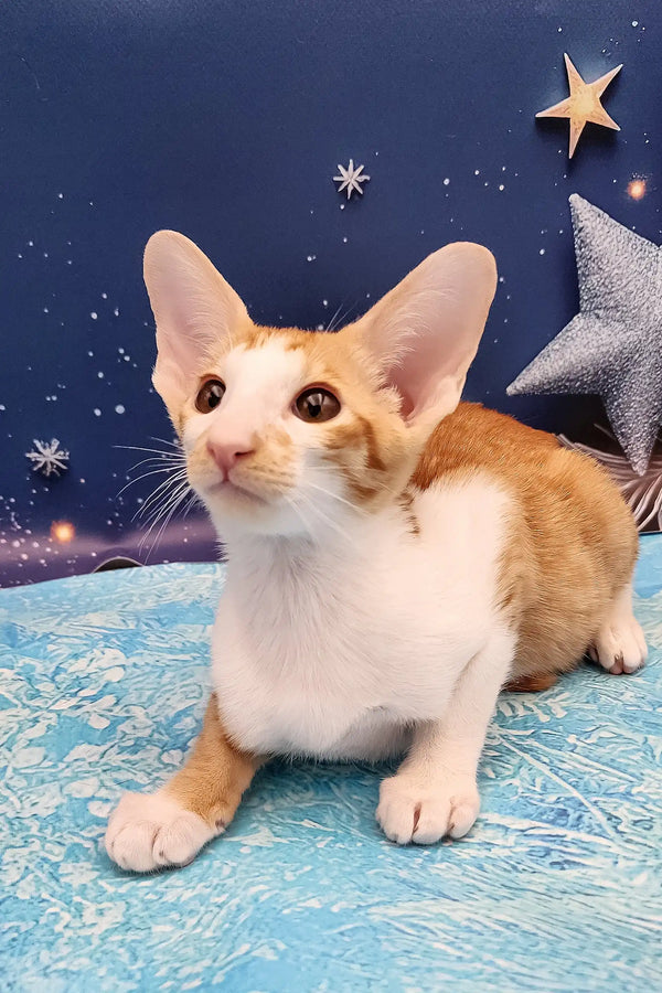 Orange and white Oriental Shorthair kitten with large pointed ears named Parris