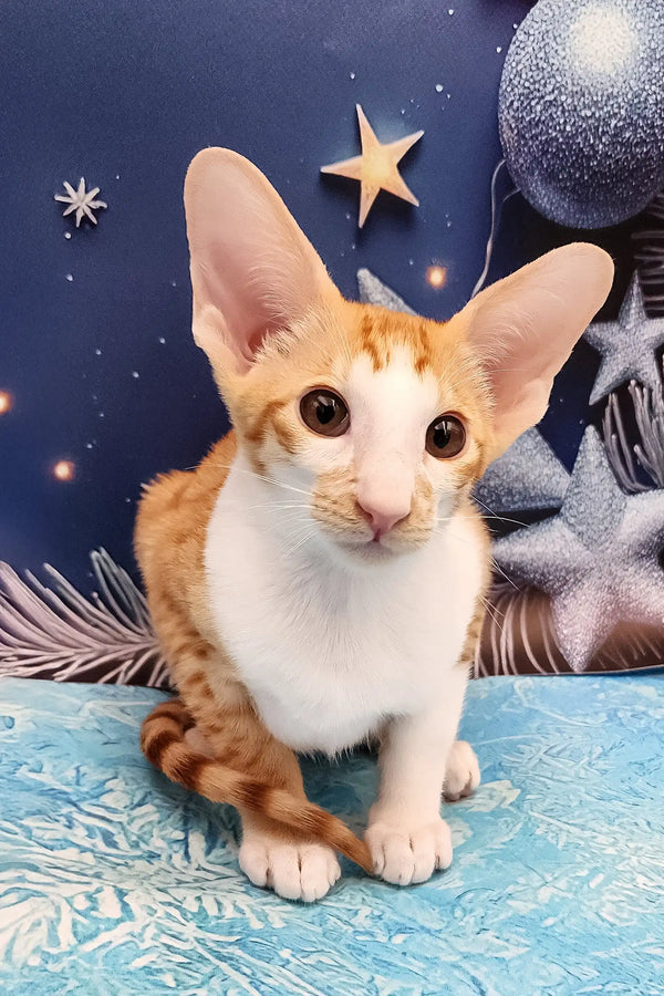 Orange and white Cornish Rex cat with big ears and a star above its head for Parris