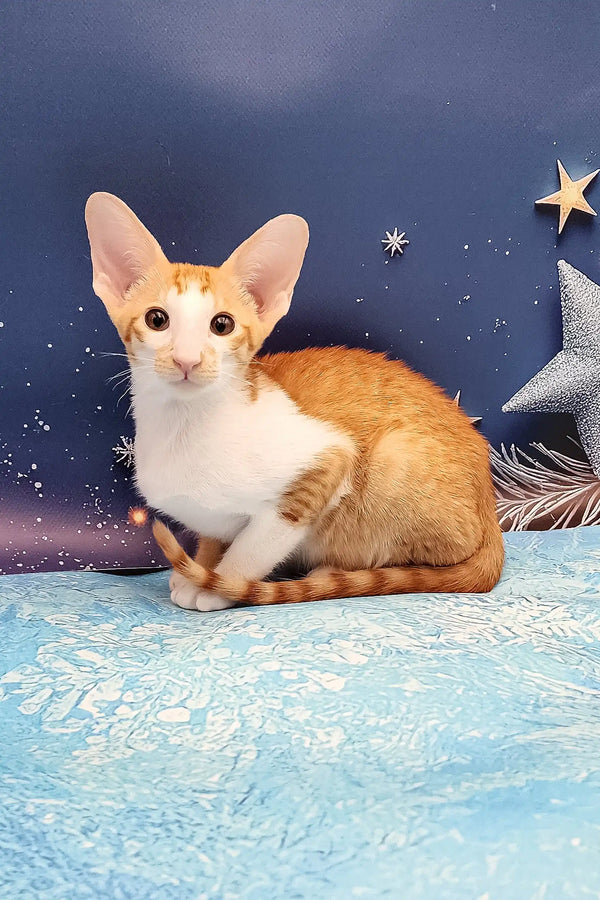Orange and white Cornish Rex kitten with big ears and slender face in Parris product