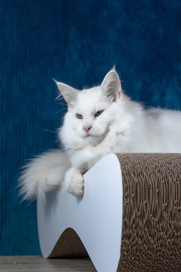 Pascal | maine coon kitten