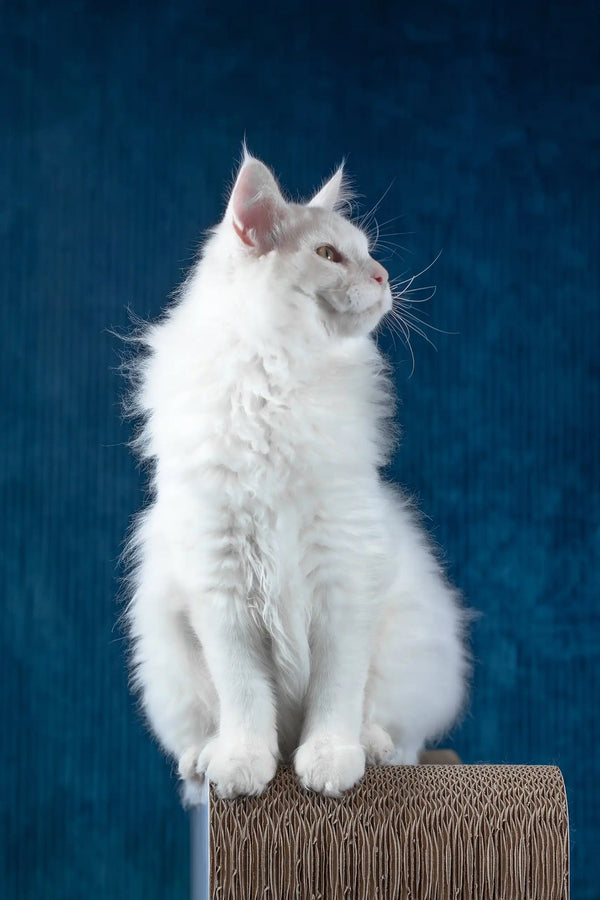 Pascal | maine coon kitten