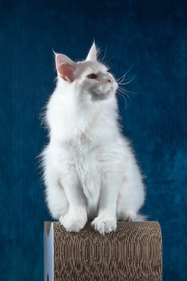 Pascal | maine coon kitten