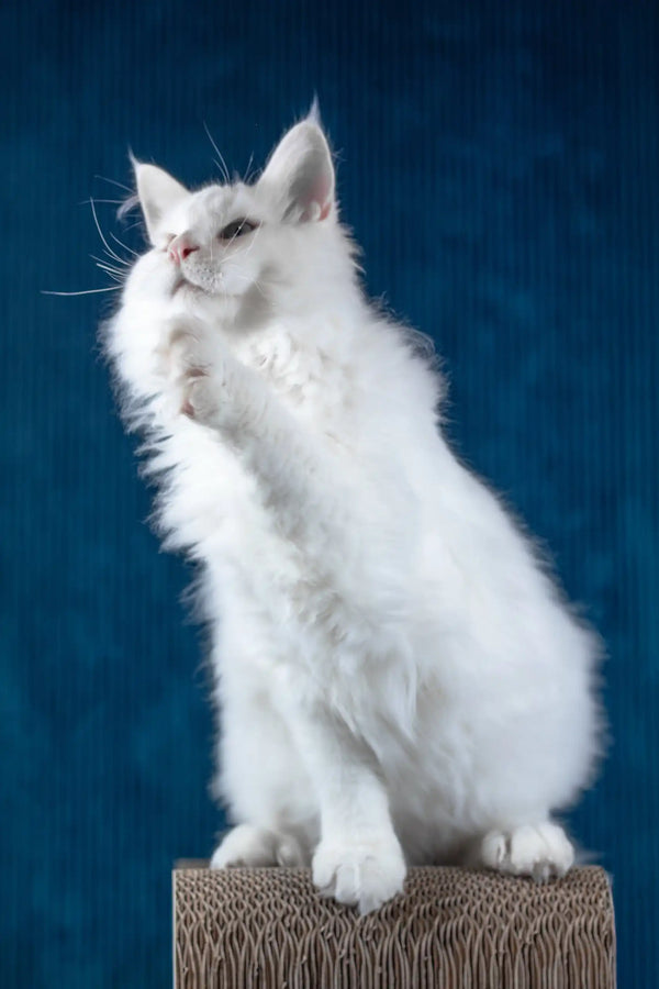 Pascal | maine coon kitten