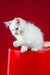 Pascal | maine coon kitten