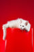 Pascal | maine coon kitten