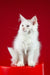 Pascal | maine coon kitten