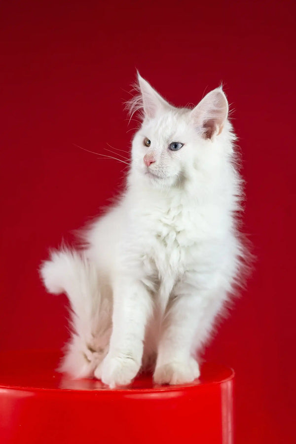 Pascal | maine coon kitten