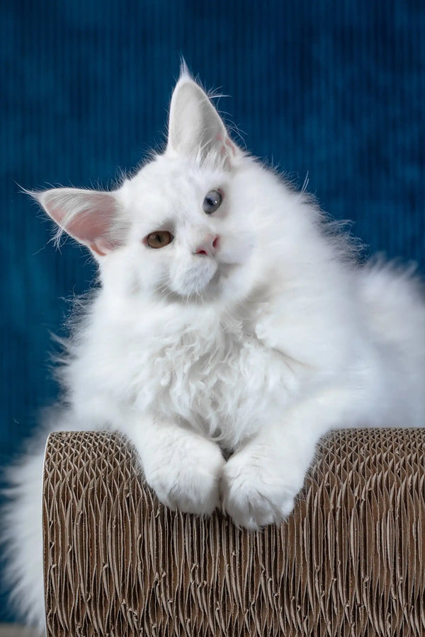 Pascal | maine coon kitten