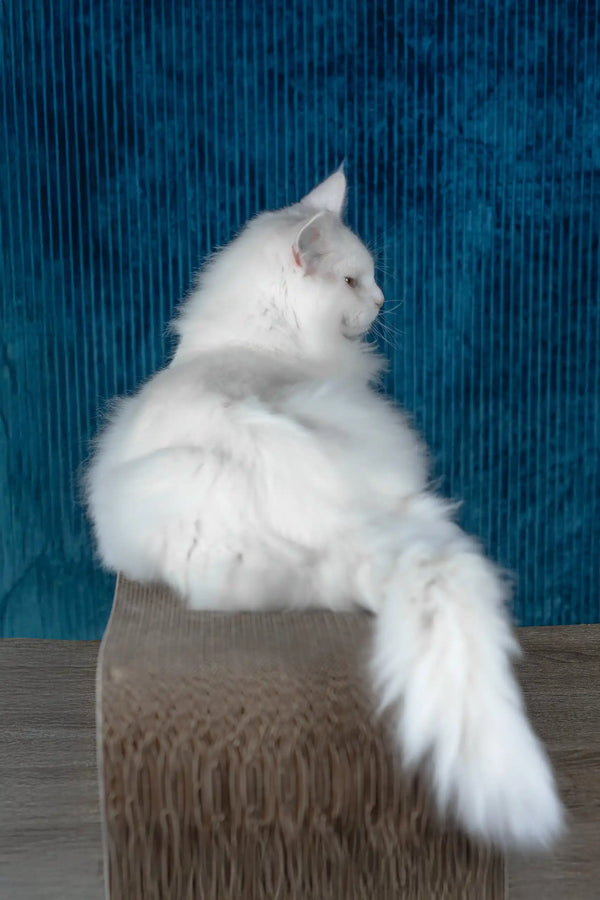 Pascal | maine coon kitten