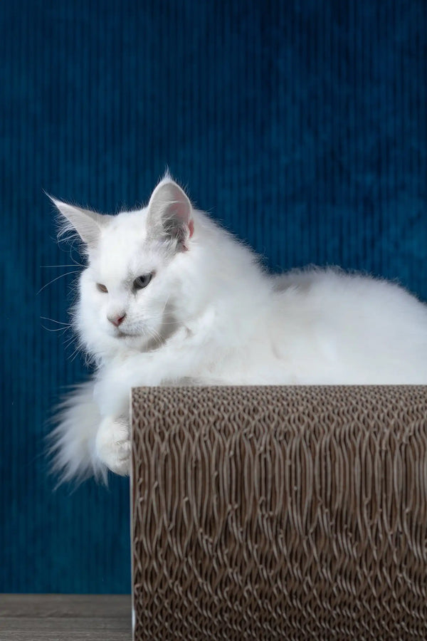 Pascal | maine coon kitten