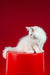 Pascal | maine coon kitten