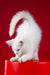 Pascal | maine coon kitten
