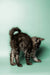 Fluffy gray Maine Coon kitten arching its back with a curled tail, ready to play