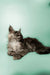 Fluffy gray Maine Coon kitten lying down with an alert expression