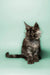 Fluffy gray Maine Coon kitten with pointed ears and a long tail in Pascal product