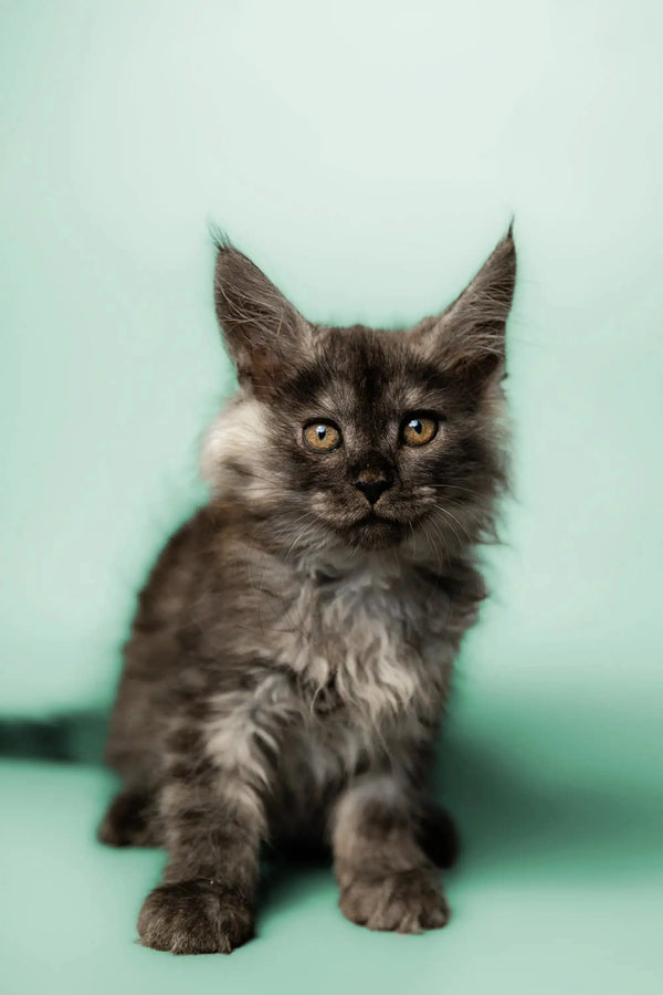 Gray fluffy Maine Coon kitten Pascal with alert eyes and cute ear tufts