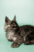 Gray Maine Coon kitten Pascal with fluffy fur and cute ear tufts