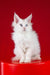 Patcy | maine coon kitten