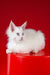 Patcy | maine coon kitten