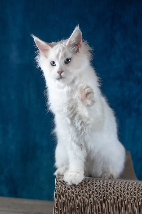 Patcy | maine coon kitten