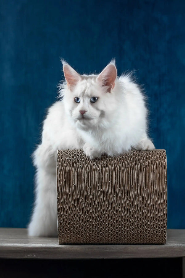 Patcy | maine coon kitten