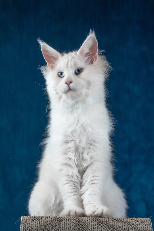 Patcy | maine coon kitten