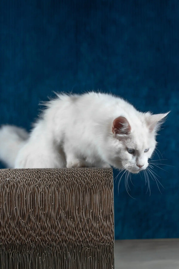 Patcy | maine coon kitten