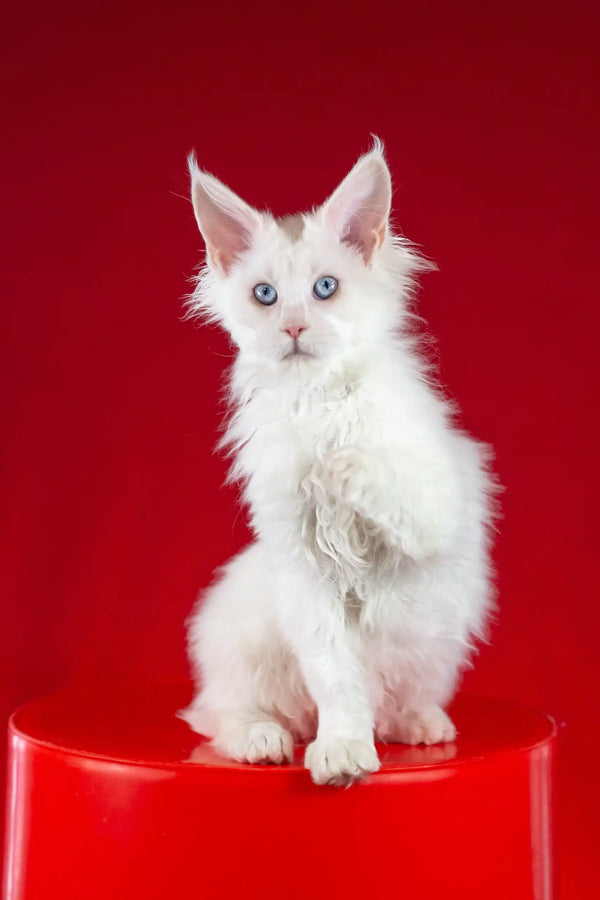 Patcy | maine coon kitten