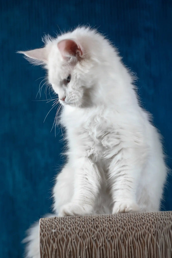 Patcy | maine coon kitten