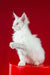 Patcy | maine coon kitten