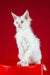 Patcy | maine coon kitten