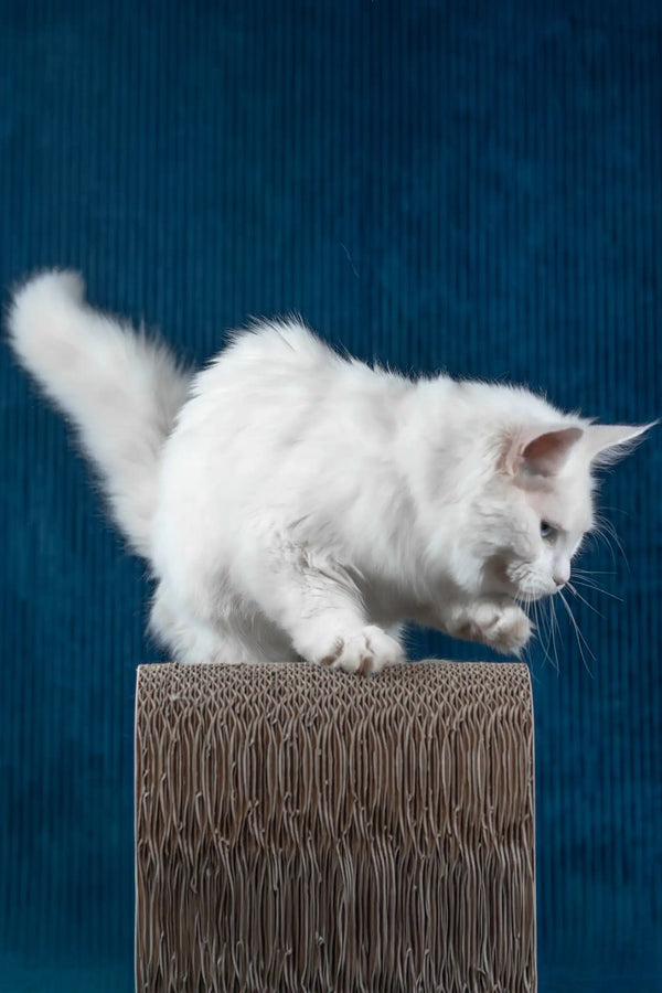 Patcy | maine coon kitten