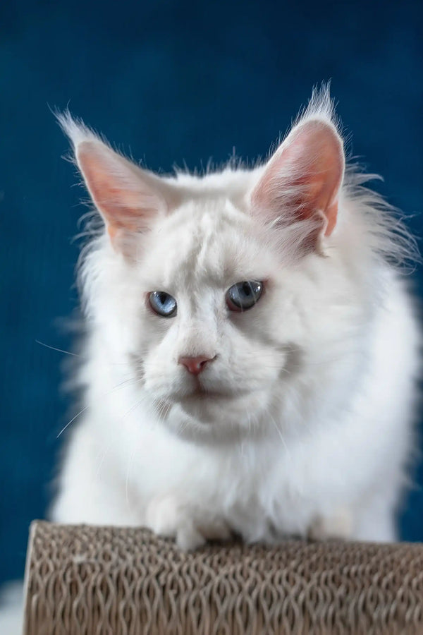 Patcy | maine coon kitten