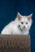 Patcy | maine coon kitten