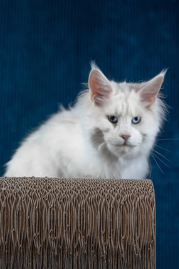 Patcy | maine coon kitten