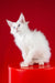 Patcy | maine coon kitten