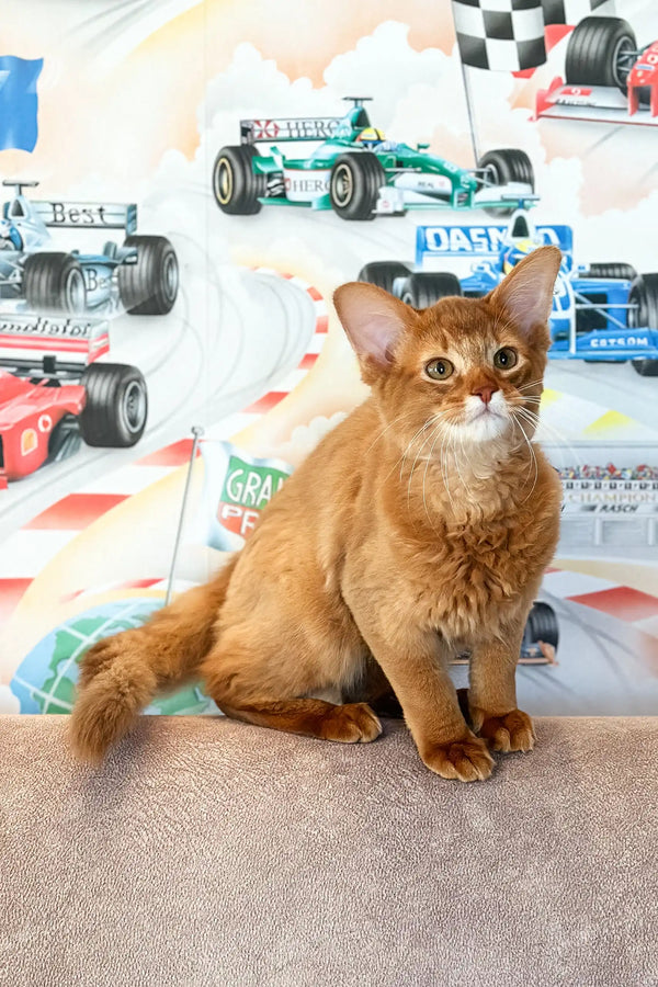 Ginger Abyssinian cat in the cute Patrice Somali Kitten product display