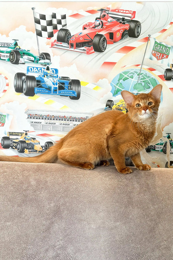 Ginger Abyssinian cat featured in Patrice Somali Kitten product display
