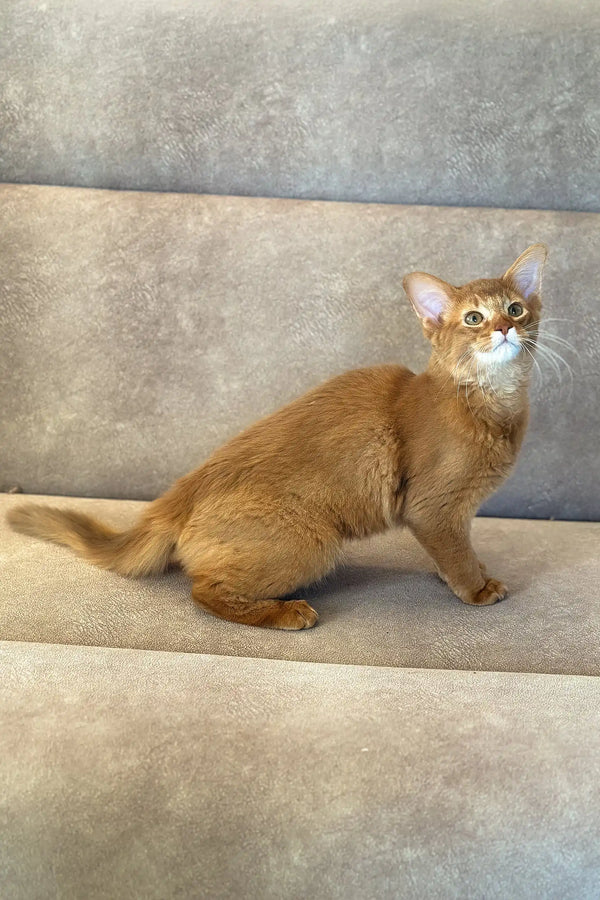 Ginger Abyssinian cat showcasing the Patrice Somali Kitten product