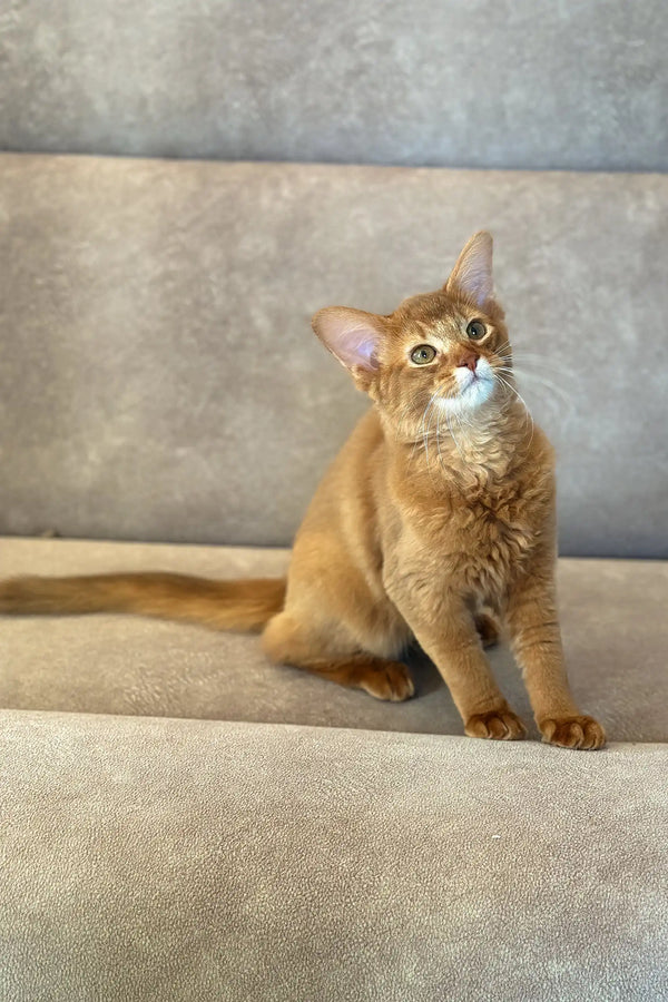 Ginger Abyssinian cat next to the Somali Kitten product named Patrice