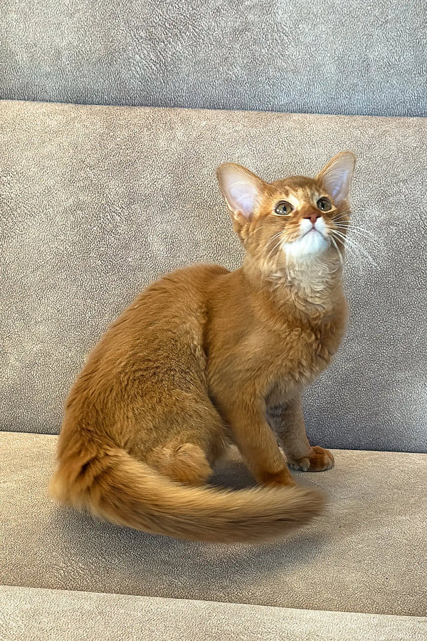 Ginger Abyssinian cat next to the Patrice Somali Kitten product