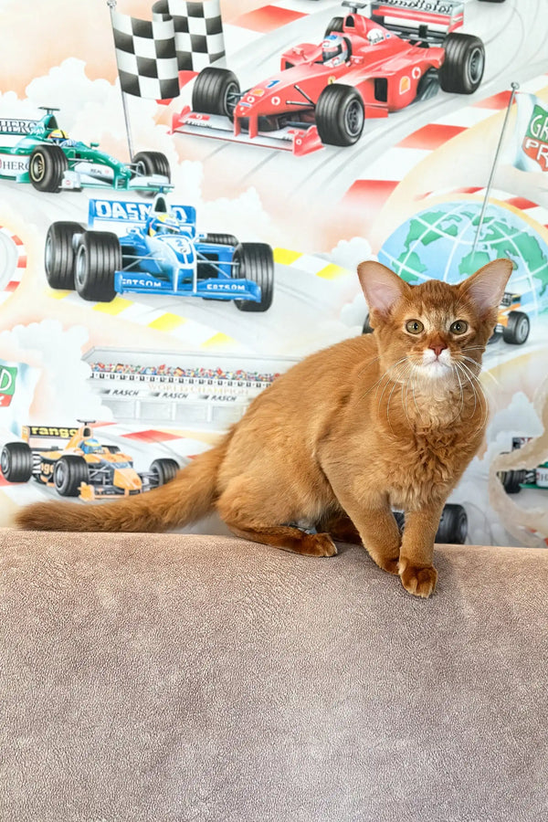 Ginger Abyssinian cat looking adorable in the Patrice Somali Kitten product display