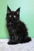 Patricia | maine coon kitten