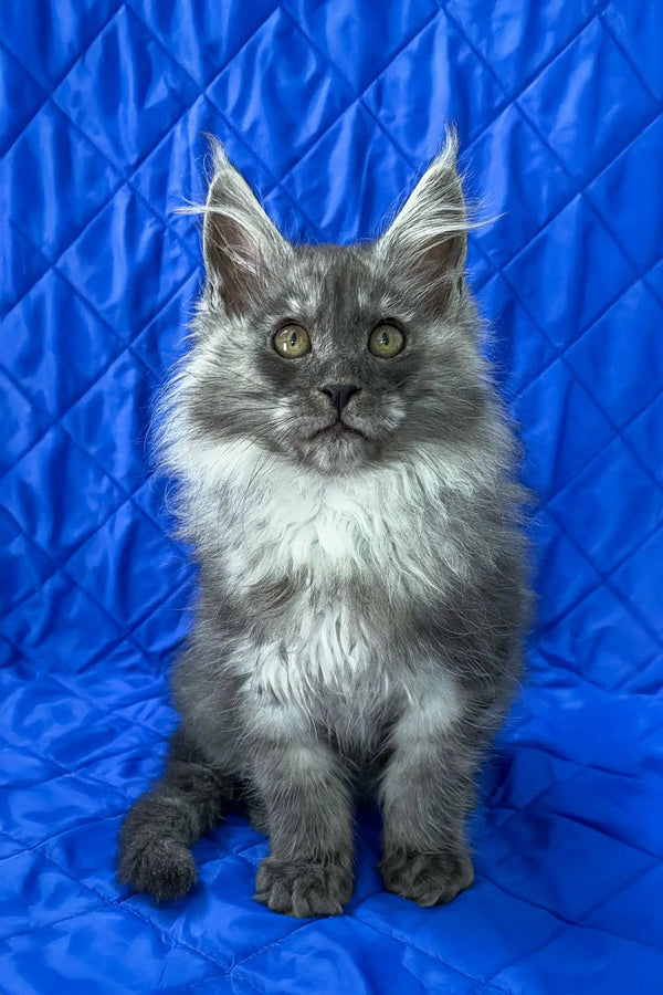 Patricia | maine coon kitten
