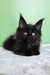 Patricia | maine coon kitten
