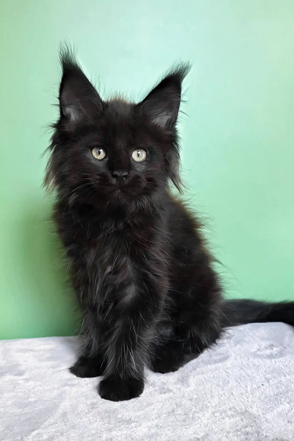 Patricia | maine coon kitten