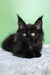 Patricia | maine coon kitten