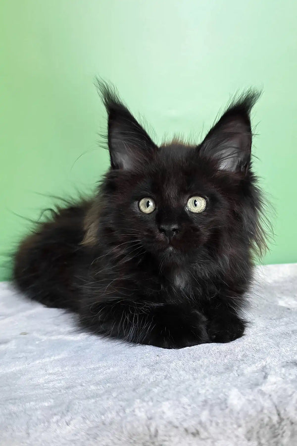 Maine Coon Friendly Breeds Of Cats Patricia Maine Coon Kitten With